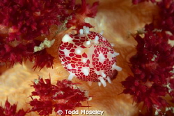 Candy cowrie by Todd Moseley 
